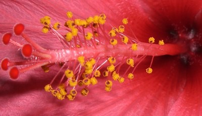 Hibiskusblüte